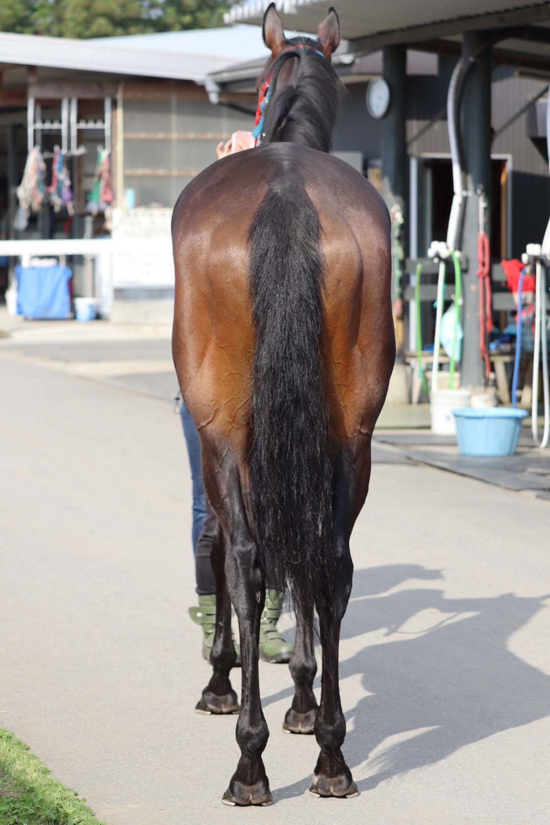 ラウダーテ Laudate 牝 3歳 ※中央競馬 登録抹消 | サラブレッド