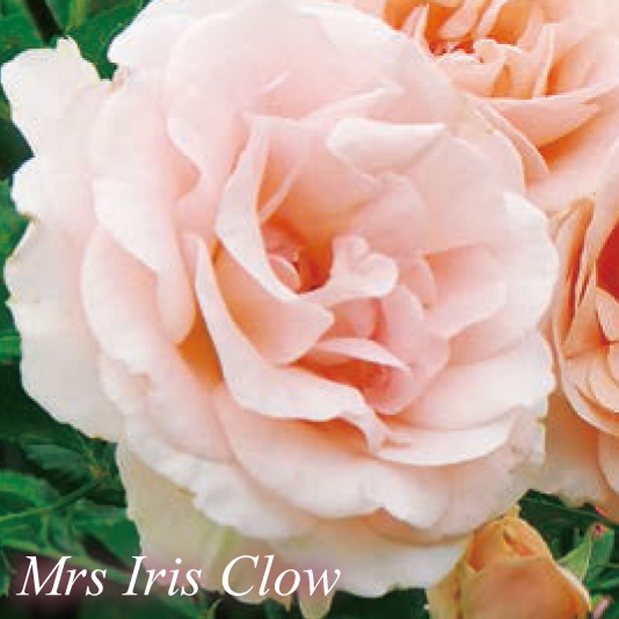ミセス アイリス クロウ(Mrs Iris Clow) - バラのWEBカタログ - 京阪