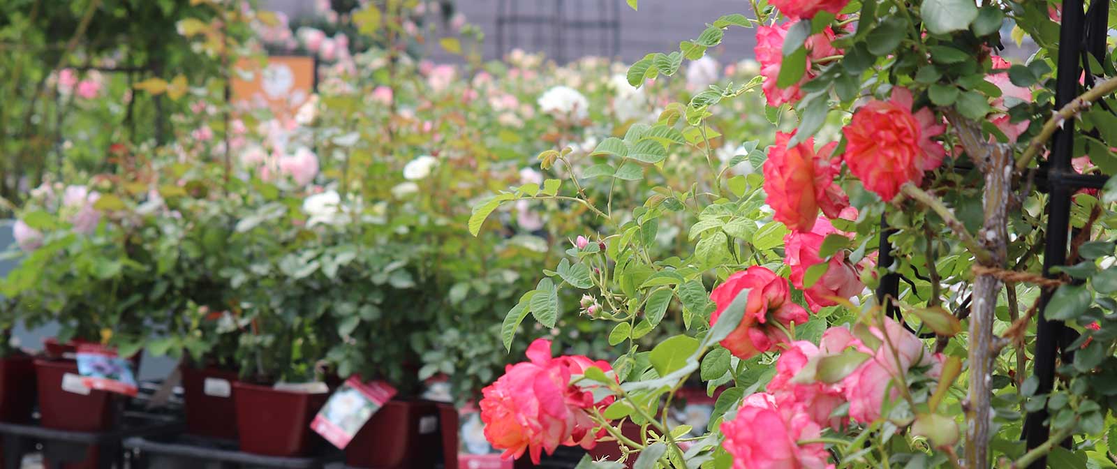 バラ苗の通販なら 専門店でバラ選び｜バラと庭あそび京阪園芸公式ショップ