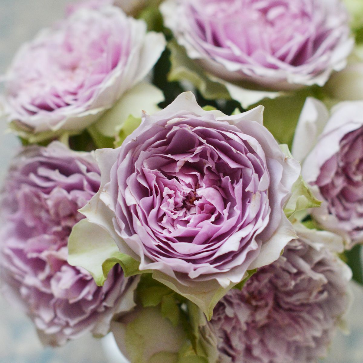 コフレ]秋苗｜バラと庭あそび京阪園芸公式ショップ