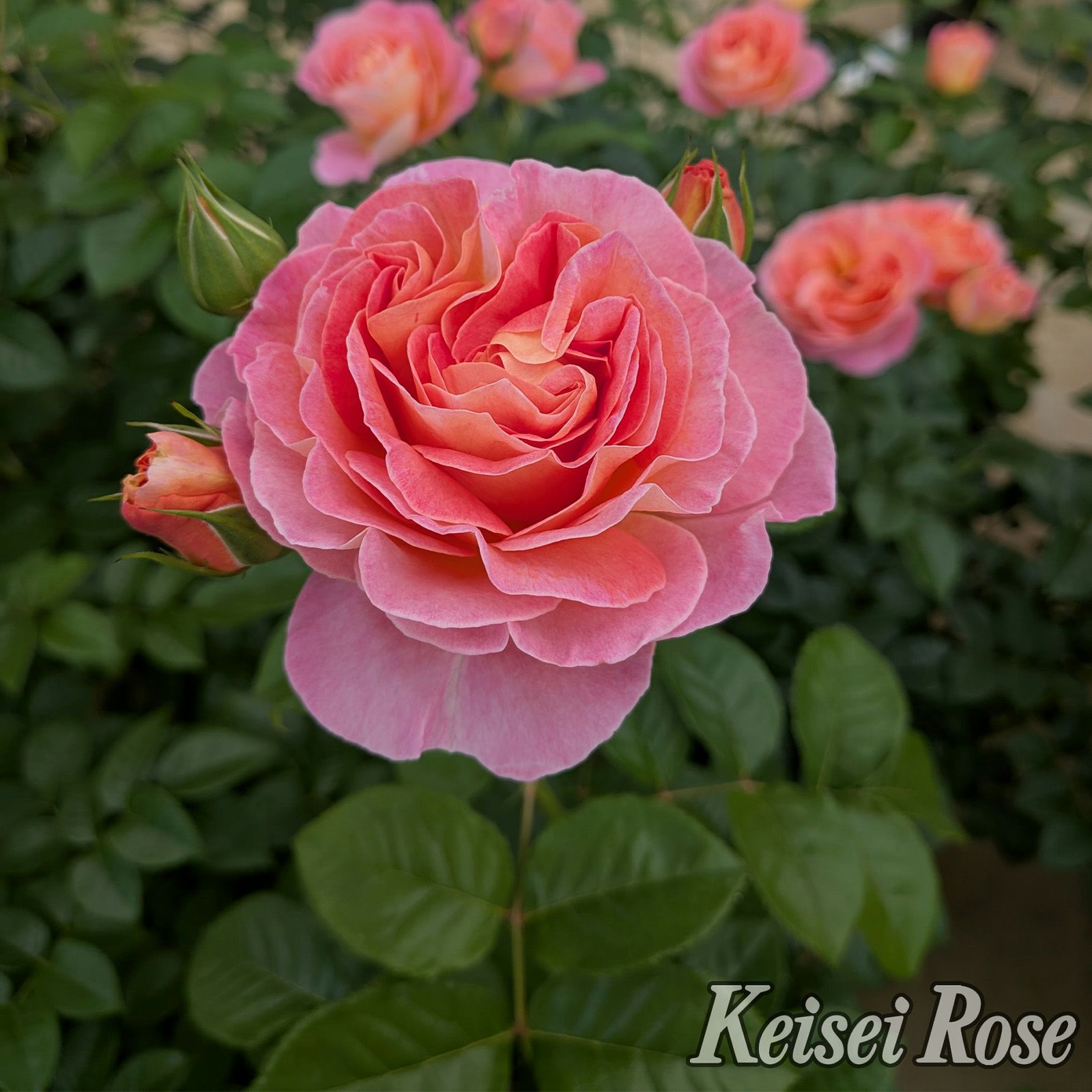 ドルンブルガーシュロスローズ]秋苗/バラ(2508k)|バラと庭あそび京阪