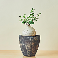 ユーフォルビア・ギラウミニアナ / 盆栽、多肉植物、塊根植物、観葉