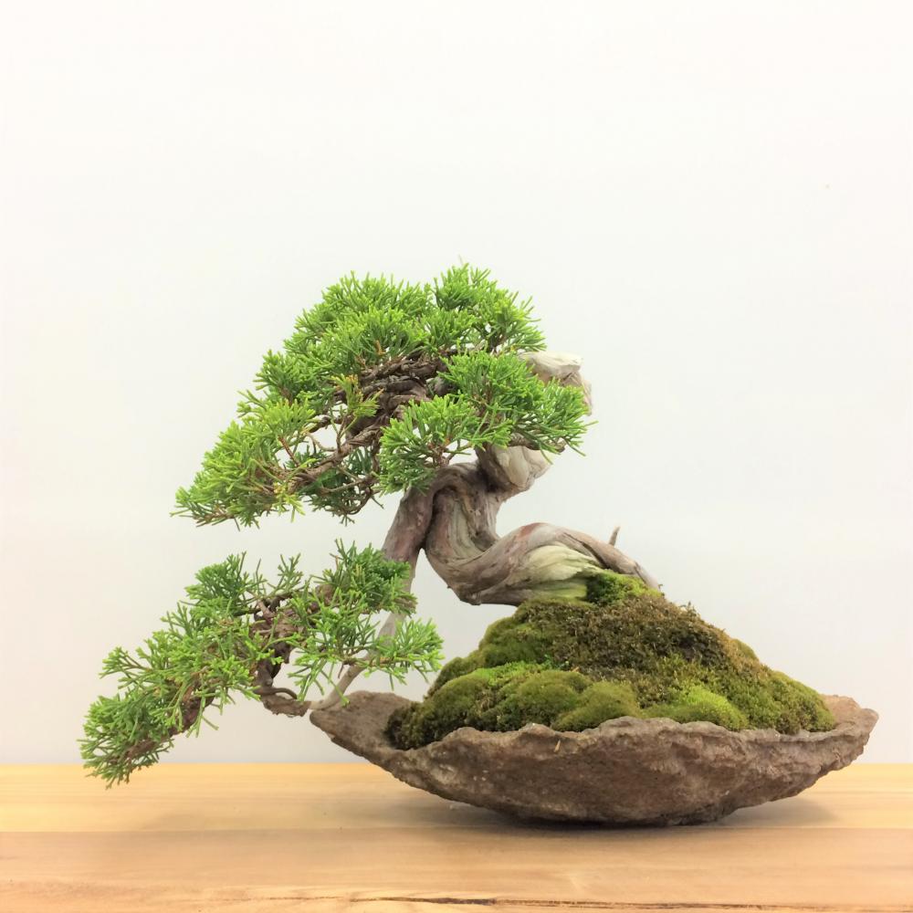 盆栽 真柏/盆栽、多肉植物、塊根植物、観葉植物通販/KIDORI -キドリ-