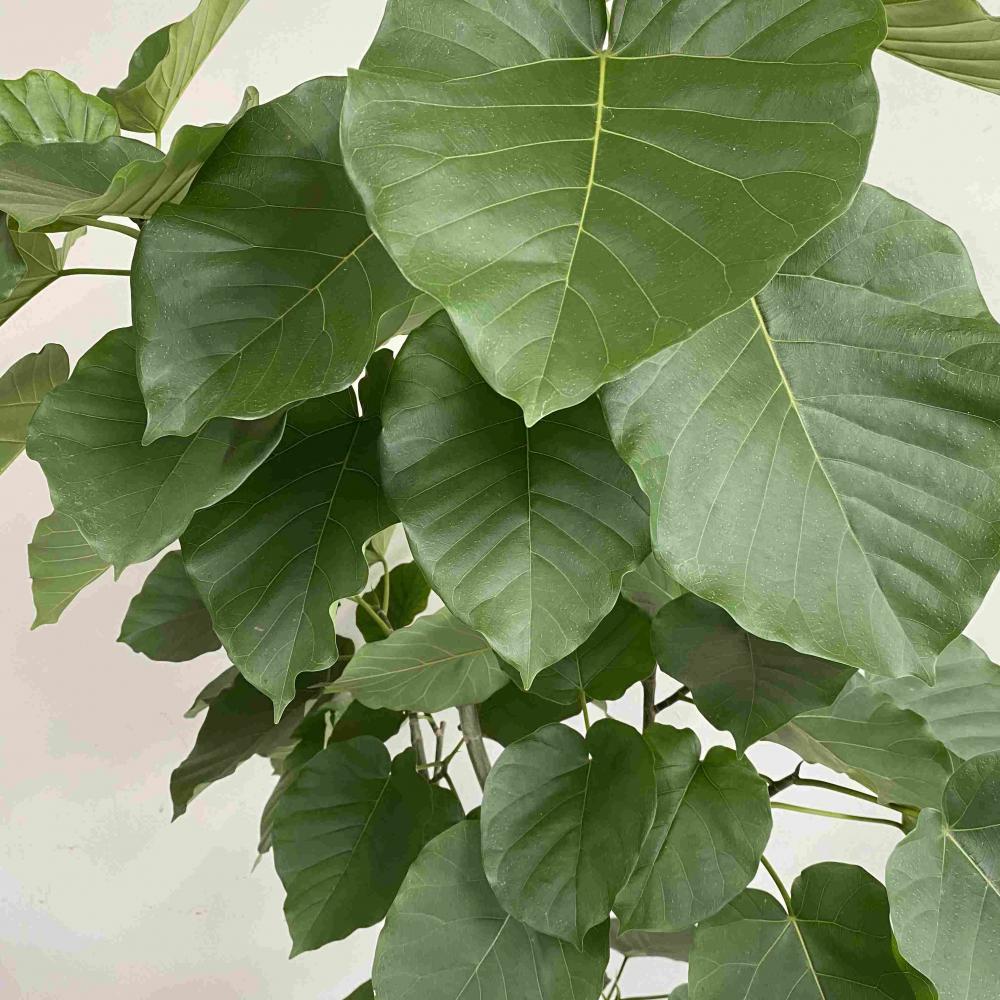 ウンベラータ10号【東京・神奈川限定配送商品】/盆栽、多肉植物、塊根