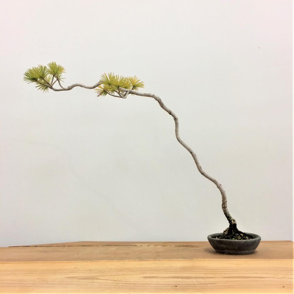 五葉松_文人木/盆栽、多肉植物、塊根植物、観葉植物通販/KIDORI -キドリ-