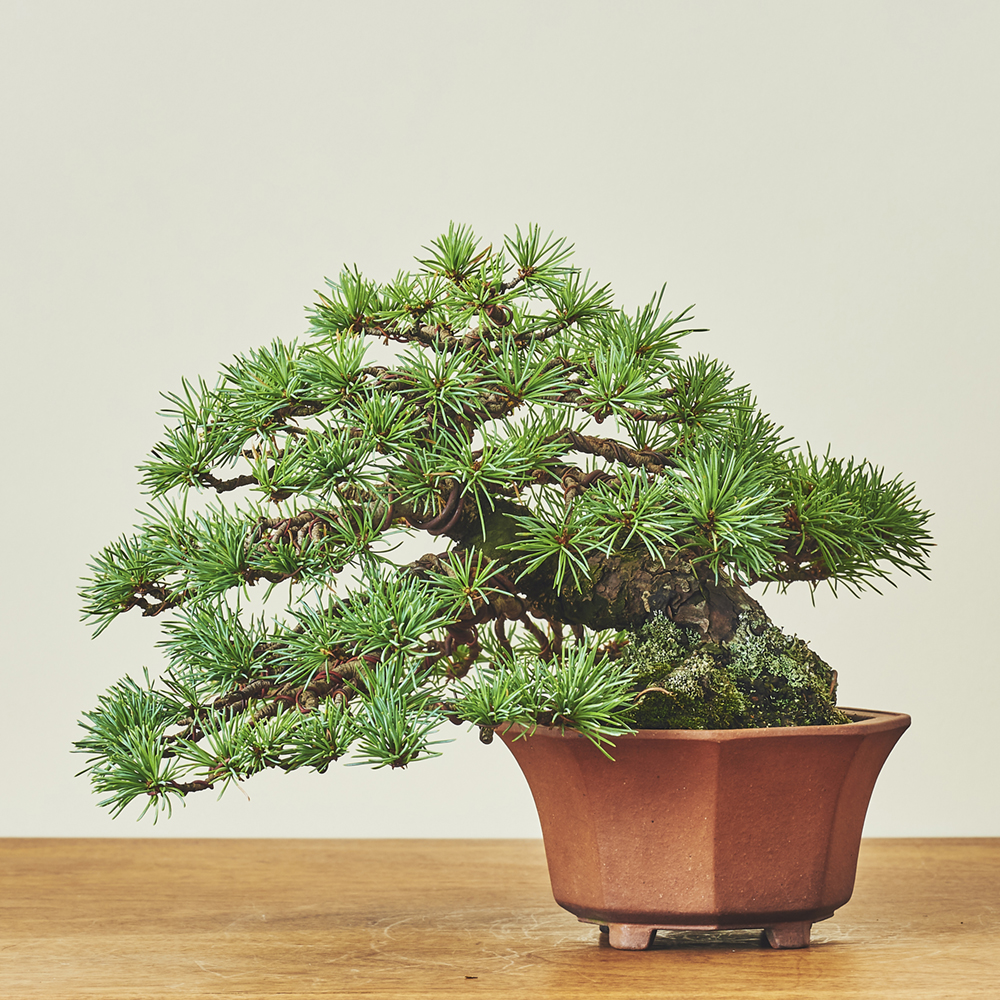 五葉松 / 盆栽、多肉植物、塊根植物、観葉植物通販/KIDORI -キドリ-