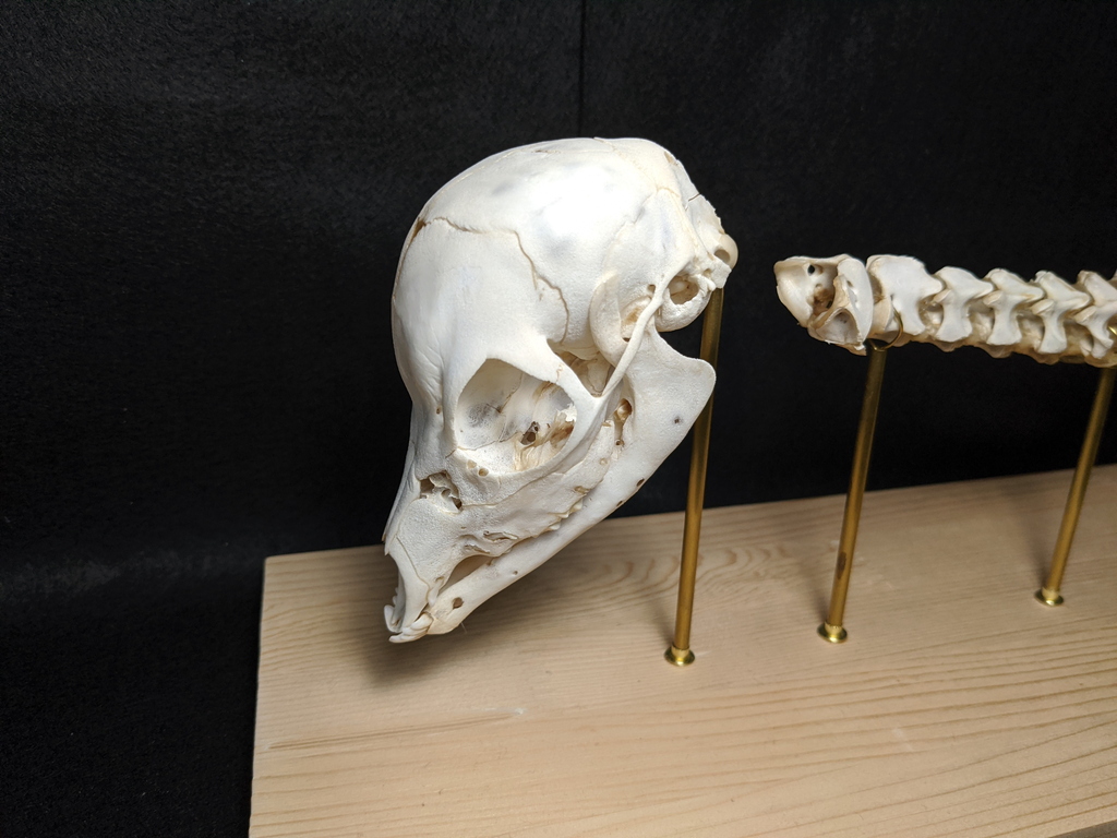 鹿の胎児の骨格標本 その3 | 気まぐれハンター日記
