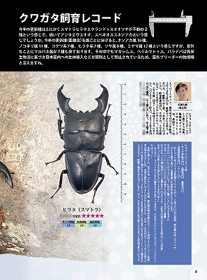 ビークワ97号（BE・KUWA） 2025年クワガタ飼育レコードコンテスト!!