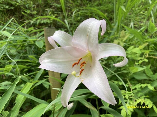 ささゆり街道」 | 木の家づくり 中島工務店