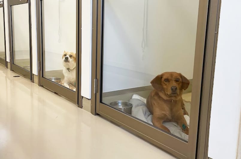 ドッグシェルター｜認定NPO法人 キドックス