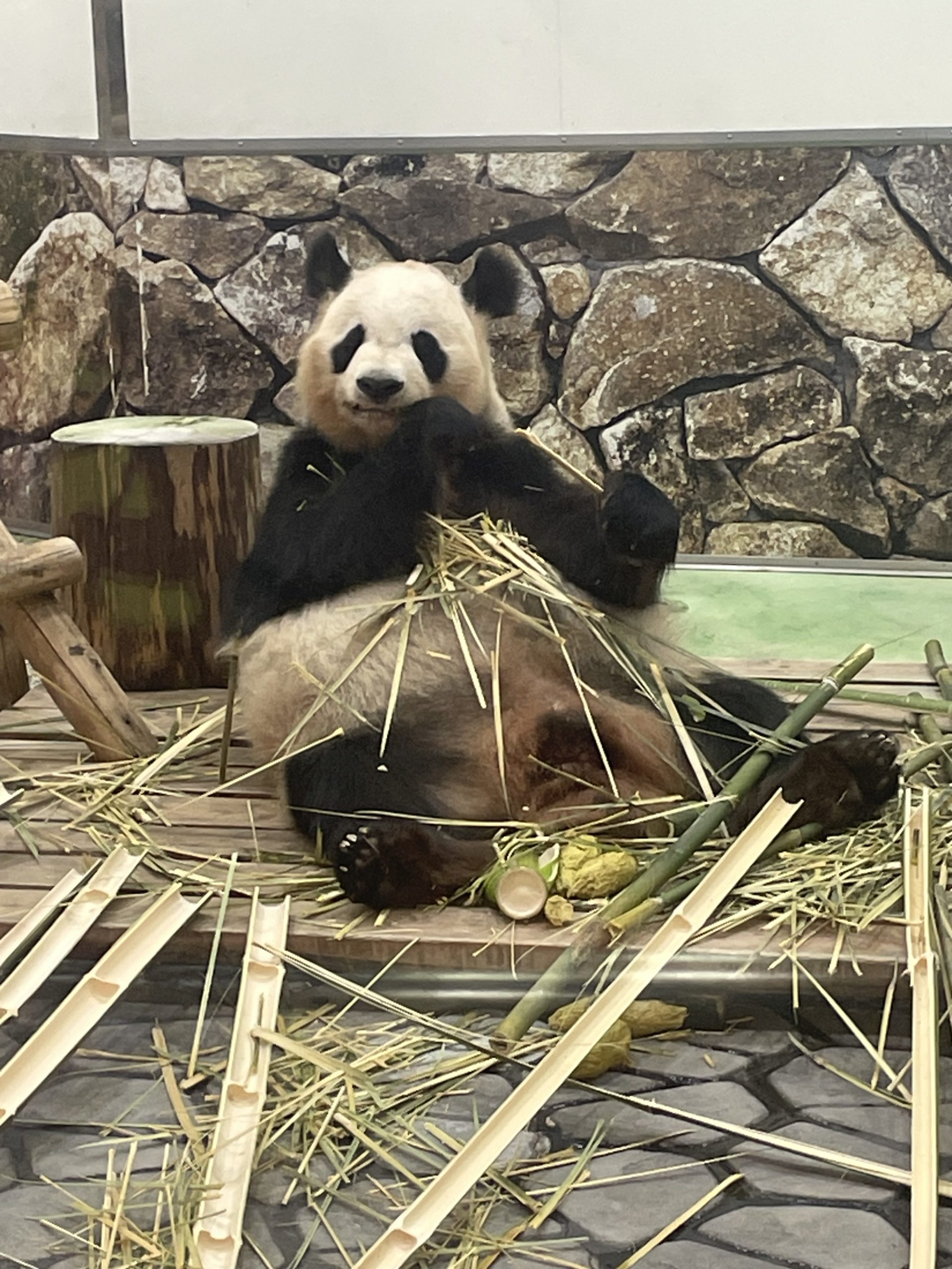 パンダが帰る前に！ | 霧のハコ