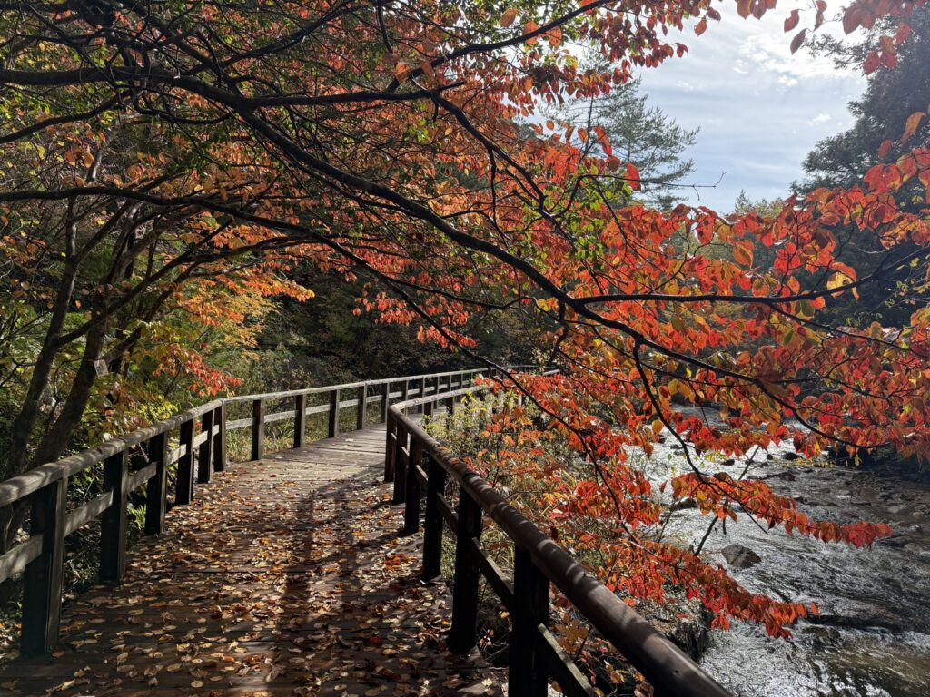 10月25日現在】赤沢自然休養林の紅葉情報 - 上松町観光サイト