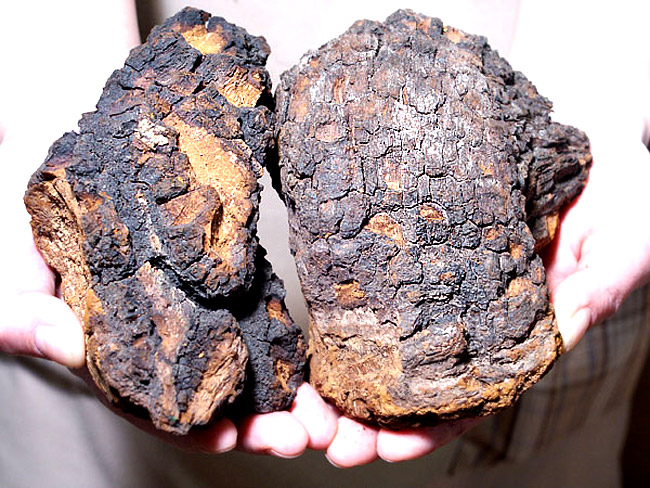 カバノアナタケ茶 塊(原体)300g | 吉粋(きっすい) 北海道から全国へ