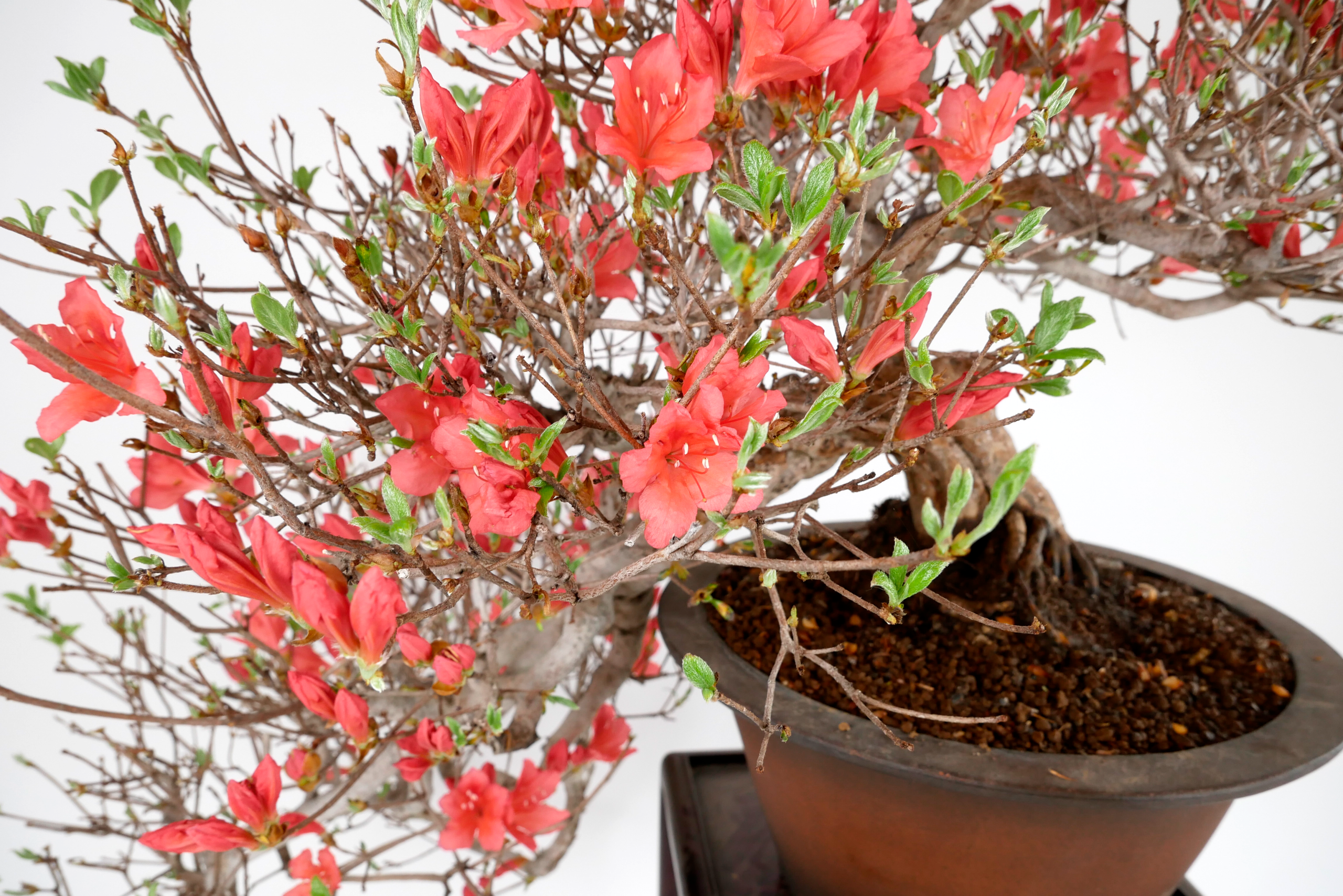 2504-3701 | 北関東盆栽組合