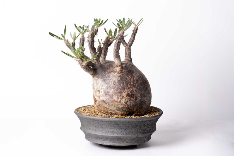 みやび鉢 KDS-04 KOMO.DRY限定 オリジナル Φ30