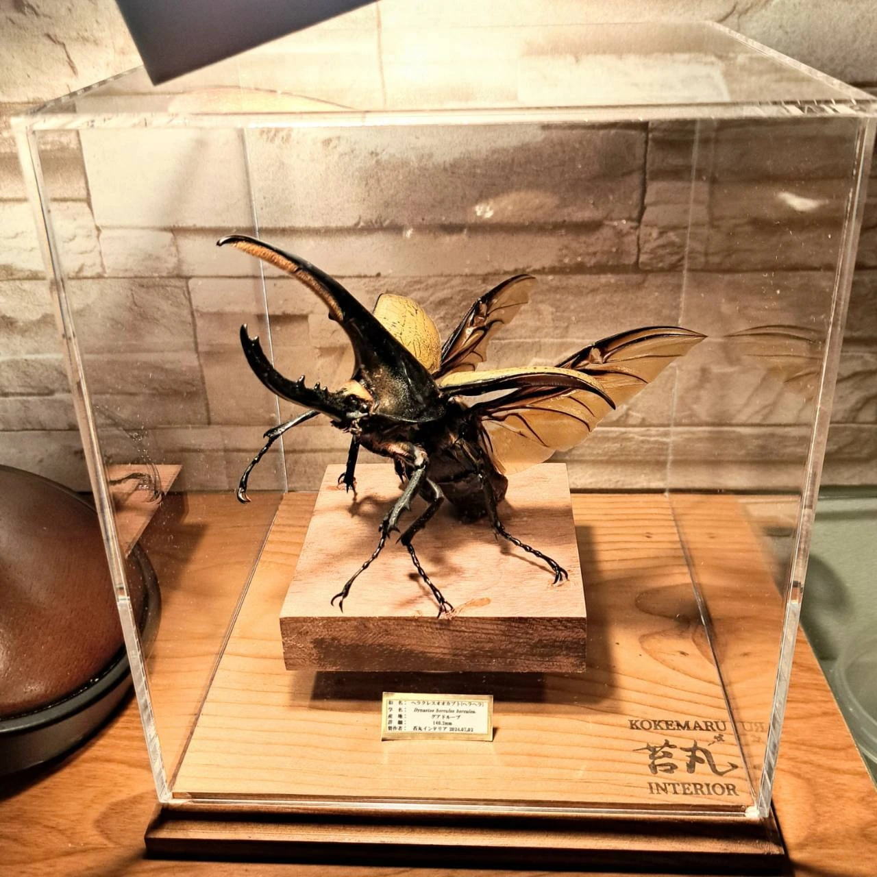 オーダー製作依頼】唯一無二のヘラクレスオオカブト標本へ。美を追求
