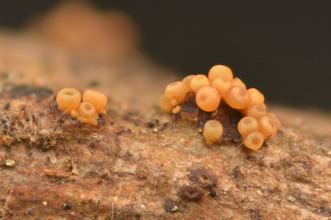 Fungi – The Richard P. Korf Memorial North American Ascomycete Foray