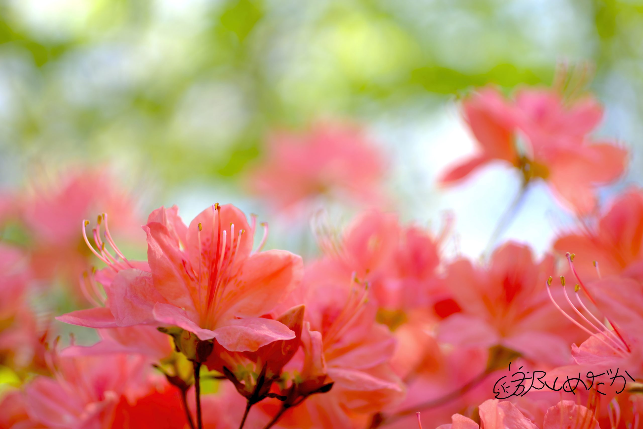 Kyocera af 60mm macro f2.8は写り以外は嫌いなレンズ - 郡山めだか