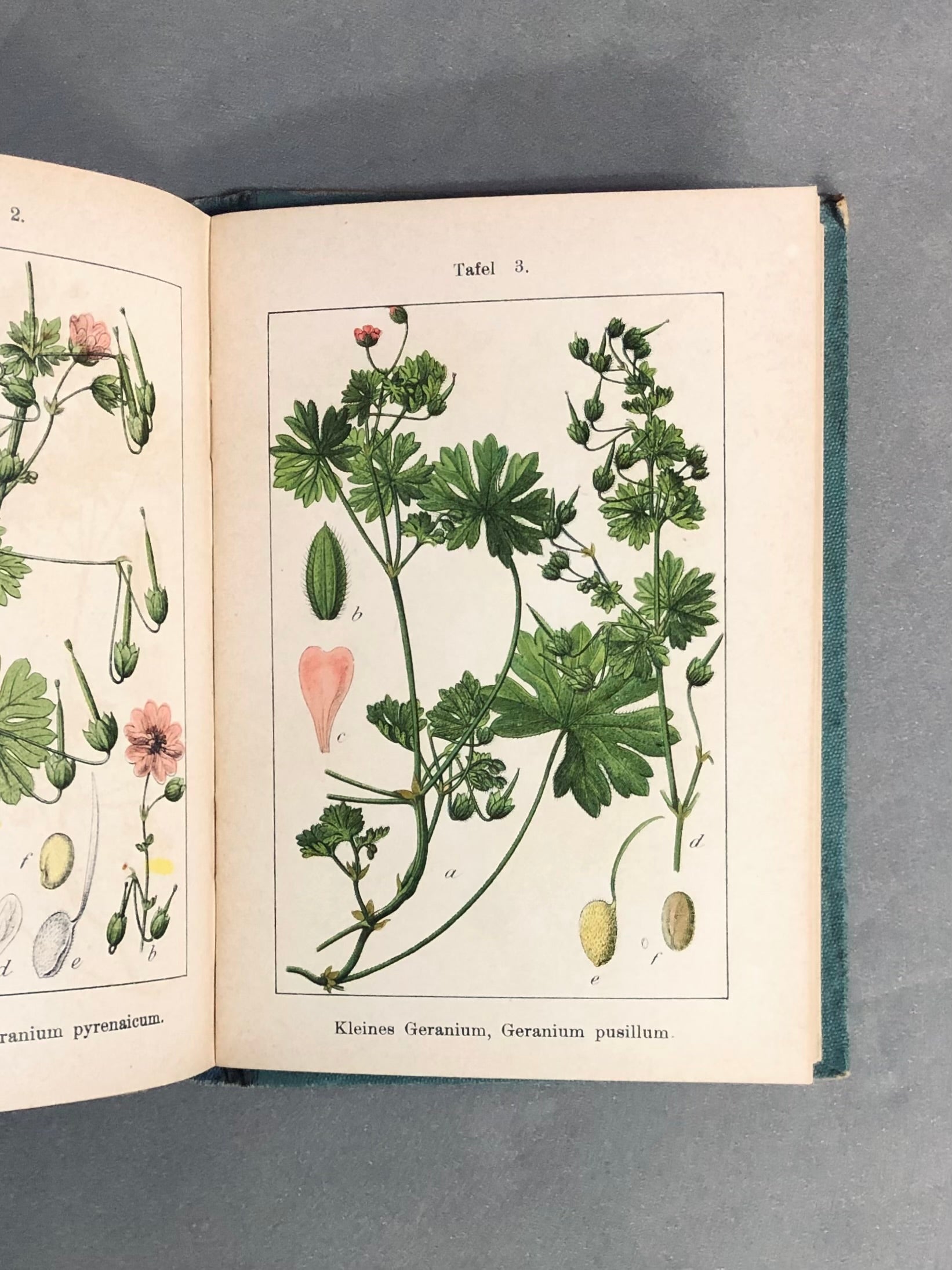 J.Strum s Flora von Deutchland ドイツのポケット植物図鑑 洋書 【林