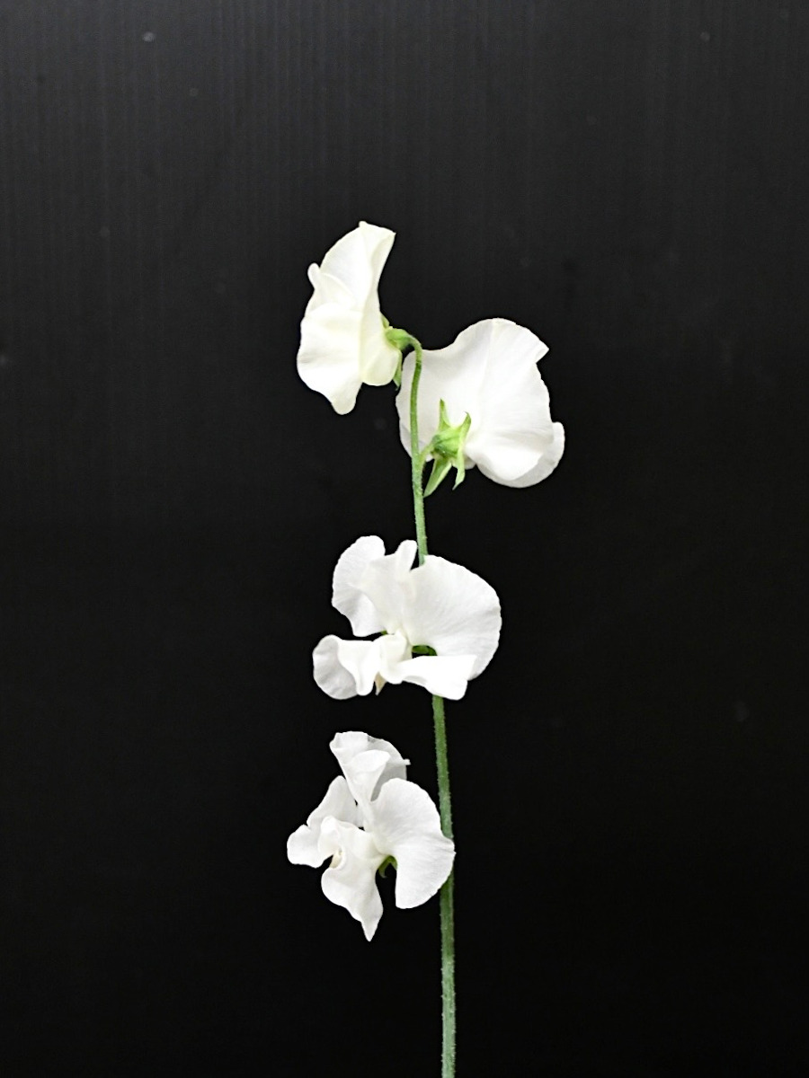 KOTA Photo スイトピー 白 | 九州大田花き