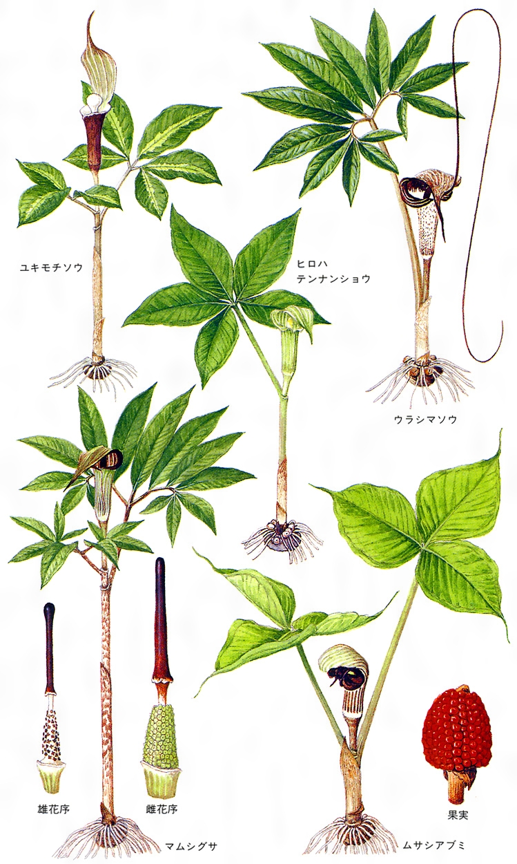 テンナンショウとは？ 意味や使い方 - コトバンク