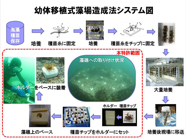 北海道知事賞:幼体移植式藻場造成法（特許第4929267号）