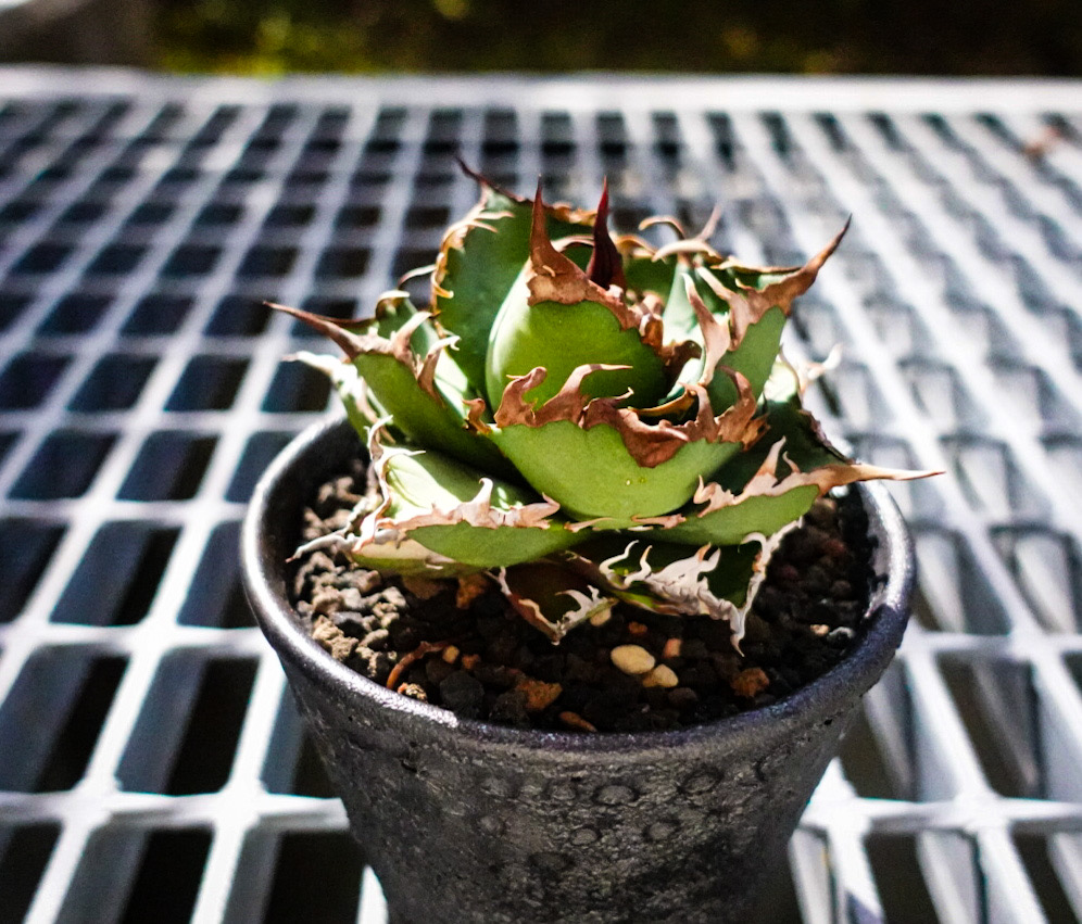 アガベ最速育成】子株から中株までの育て方 |