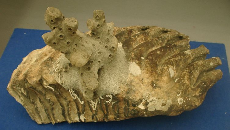 ナウマン象の臼歯 | ジオ学習｜島根半島・宍道湖中海ジオパーク