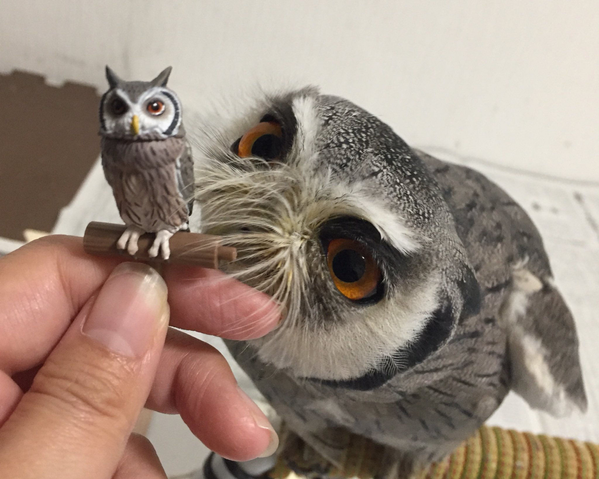 福をよぶフクロウ大全3」ふくろうガチャのアフリカオオコノハズク