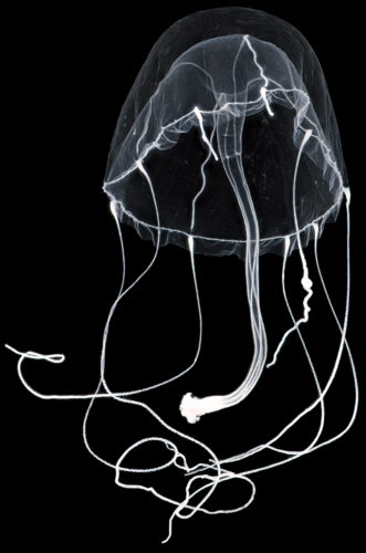 クラゲ | いきものカテゴリー | 公益財団法人 黒潮生物研究所 | ページ 3