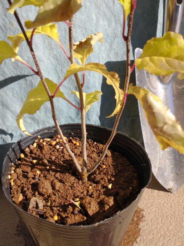 アオハダ株立ち＜苗木・植木・雑木の生産販売（通信販売・通販）