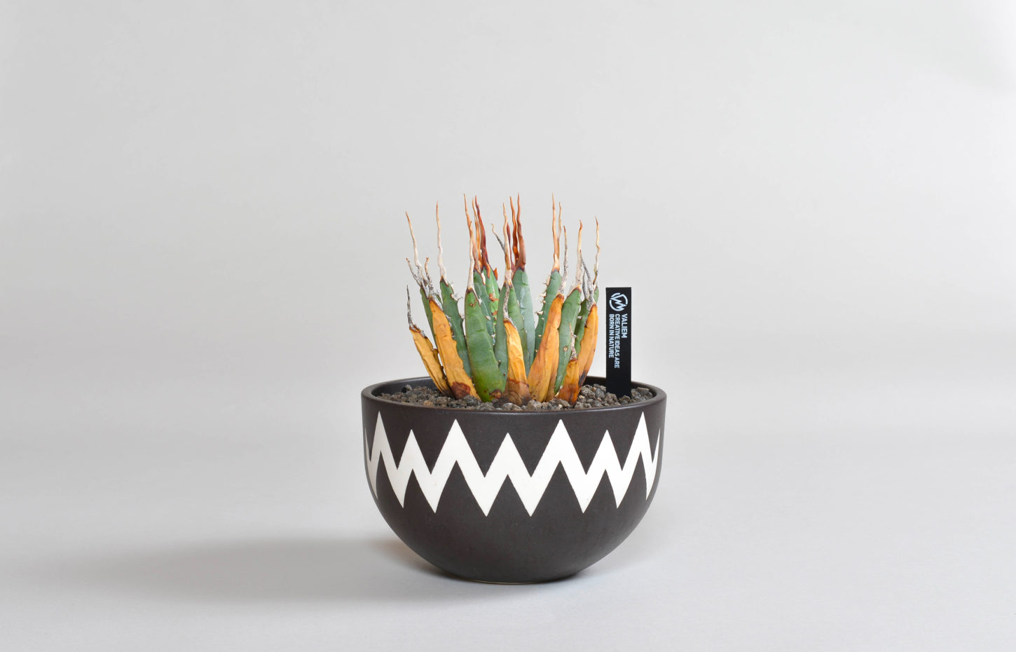 アガベ チタノタ｜黒炎（ブラックファイヤー）強棘 – 草物語｜公式