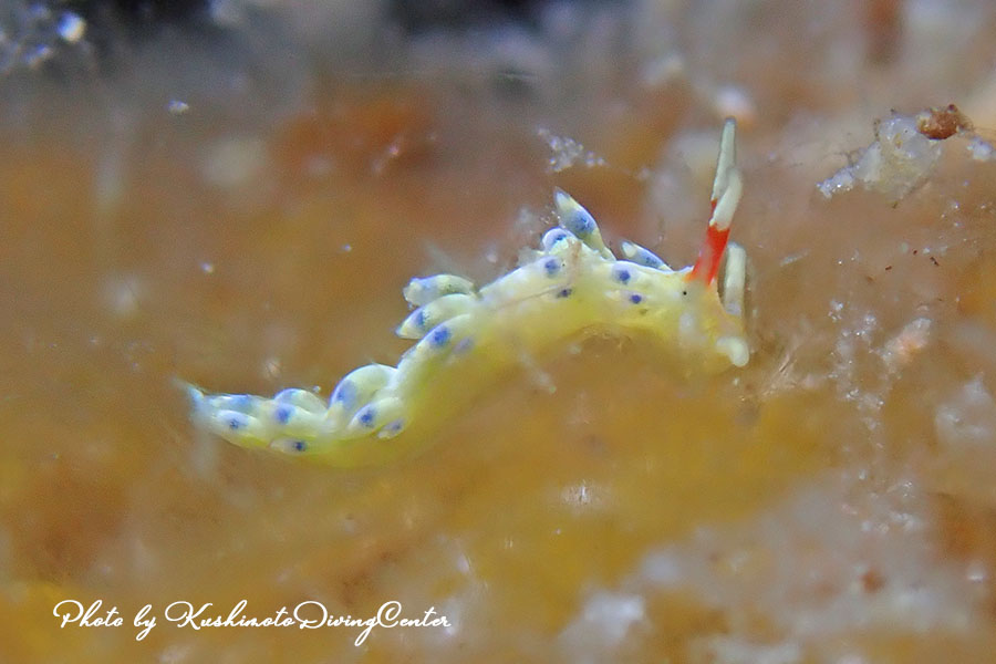 和歌山・串本の海11/15(金)16(土)17(日)『ウミウシ出てきましたよ