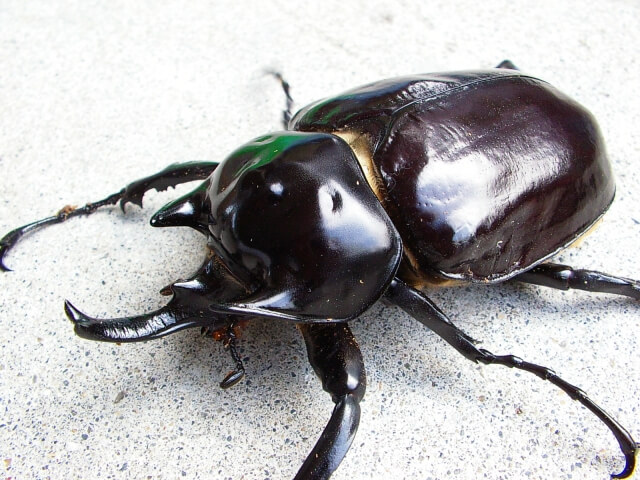 ラミレスゾウカブトの飼育（羽化） | クワガタ・カブトムシ飼育情報