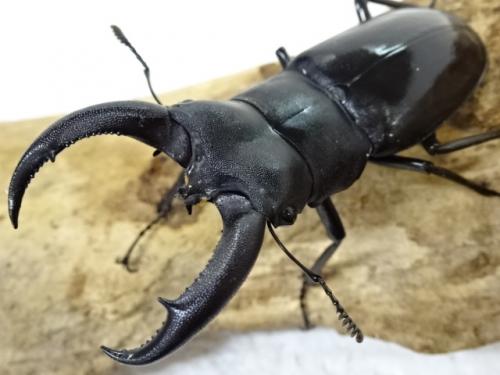 くわかぶプラネット / 【WD】リノケロスフタマタクワガタ(原名亜種)ペア