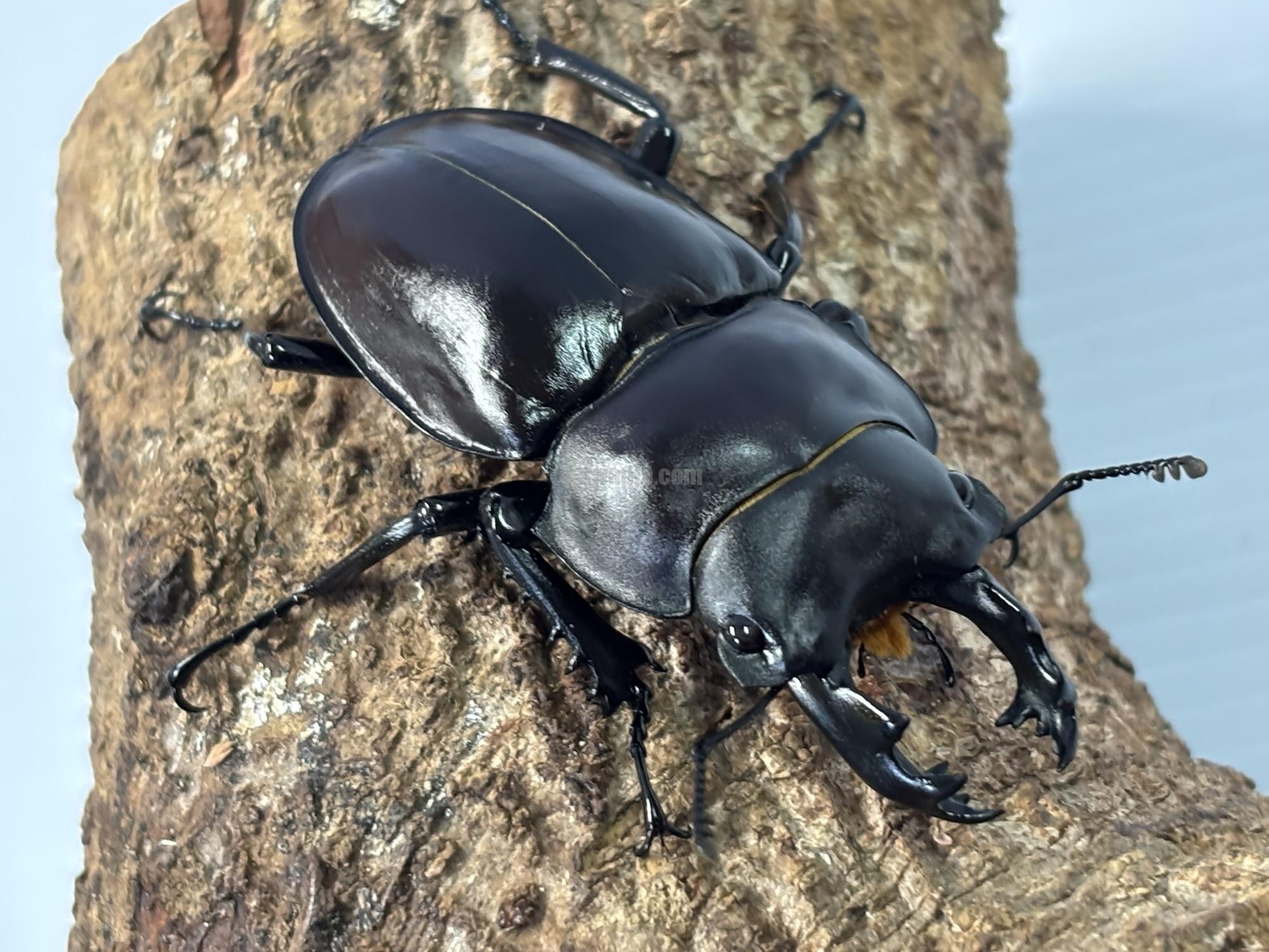 ヤエヤママルバネクワガタペア | くわかぶプラネット