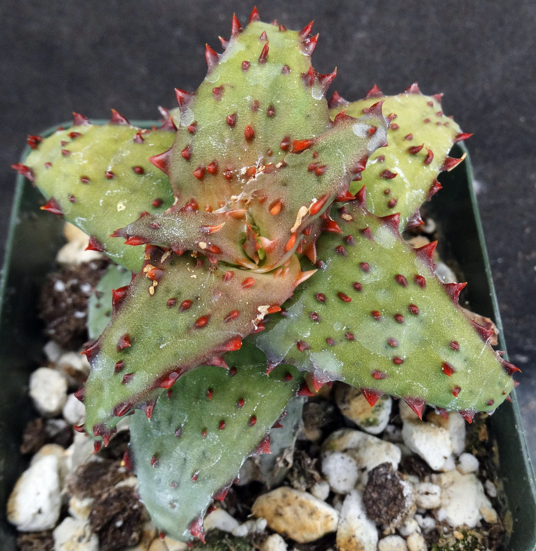 Aloe castilloniae Spiny leaf form – Kyle's Plants