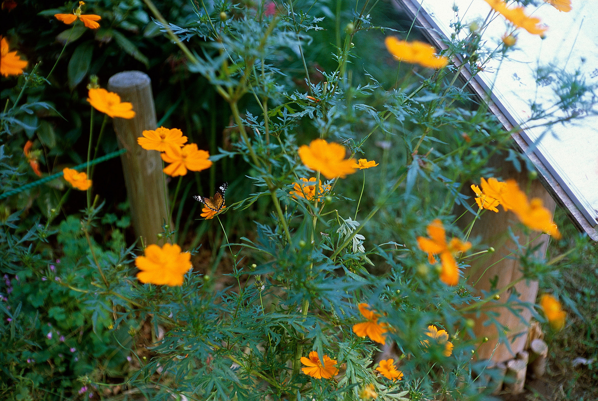 カメラレビュー第4回 Neoca SV + ZUNOW 1:1.8 f=4.5cm – 半世紀遅れの