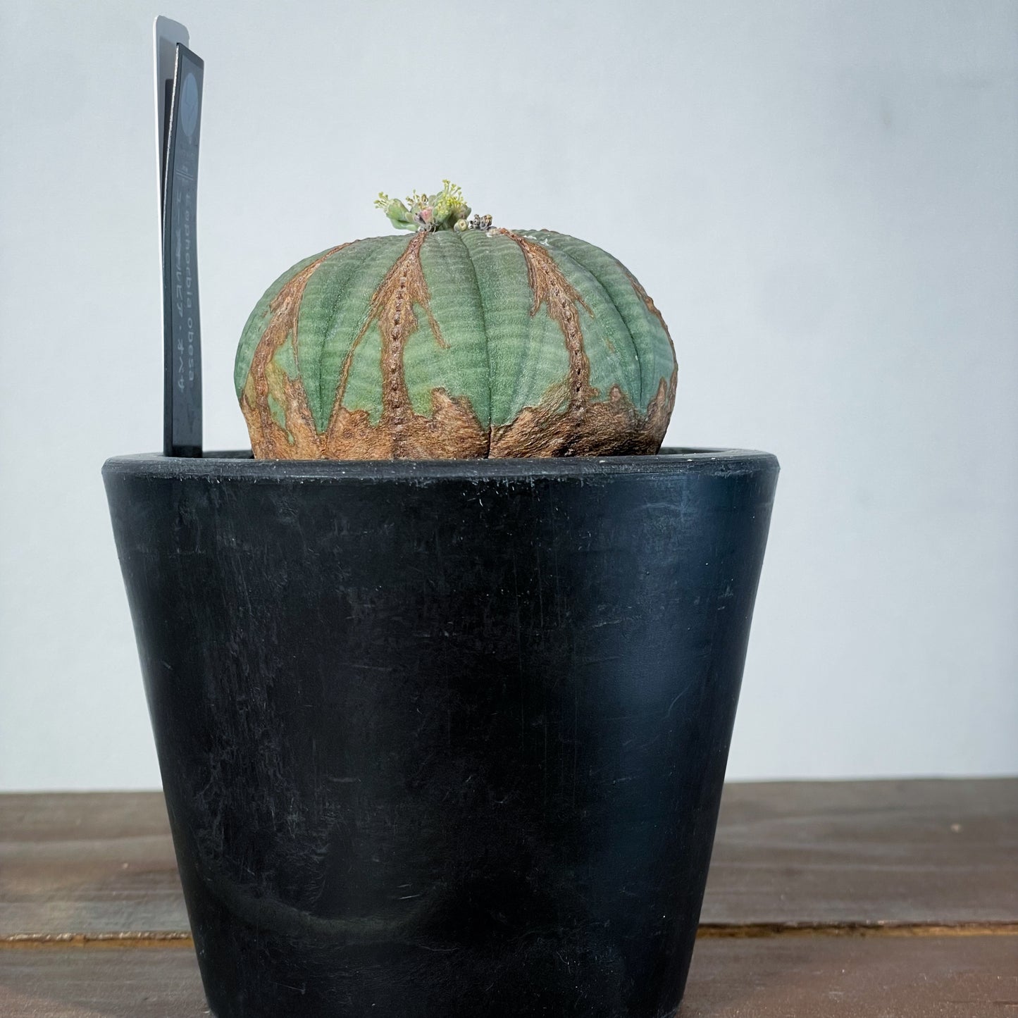 。*カ様 オベサ 4号サイズ 園芸ネット本店｜ユーフォルビア：オベサ 4号23-12 の通販【公式】