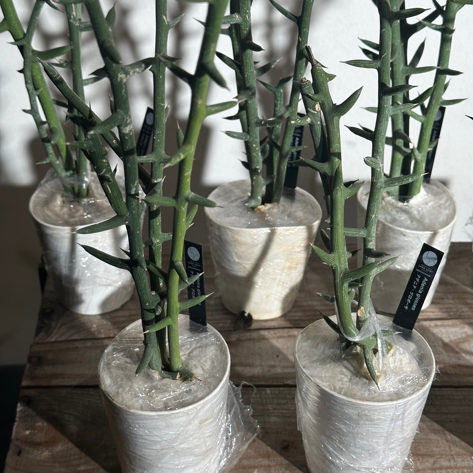 10ポット/約30本セット】アデニア グロボーサ 枝挿し – LAND KNOT PLANTS