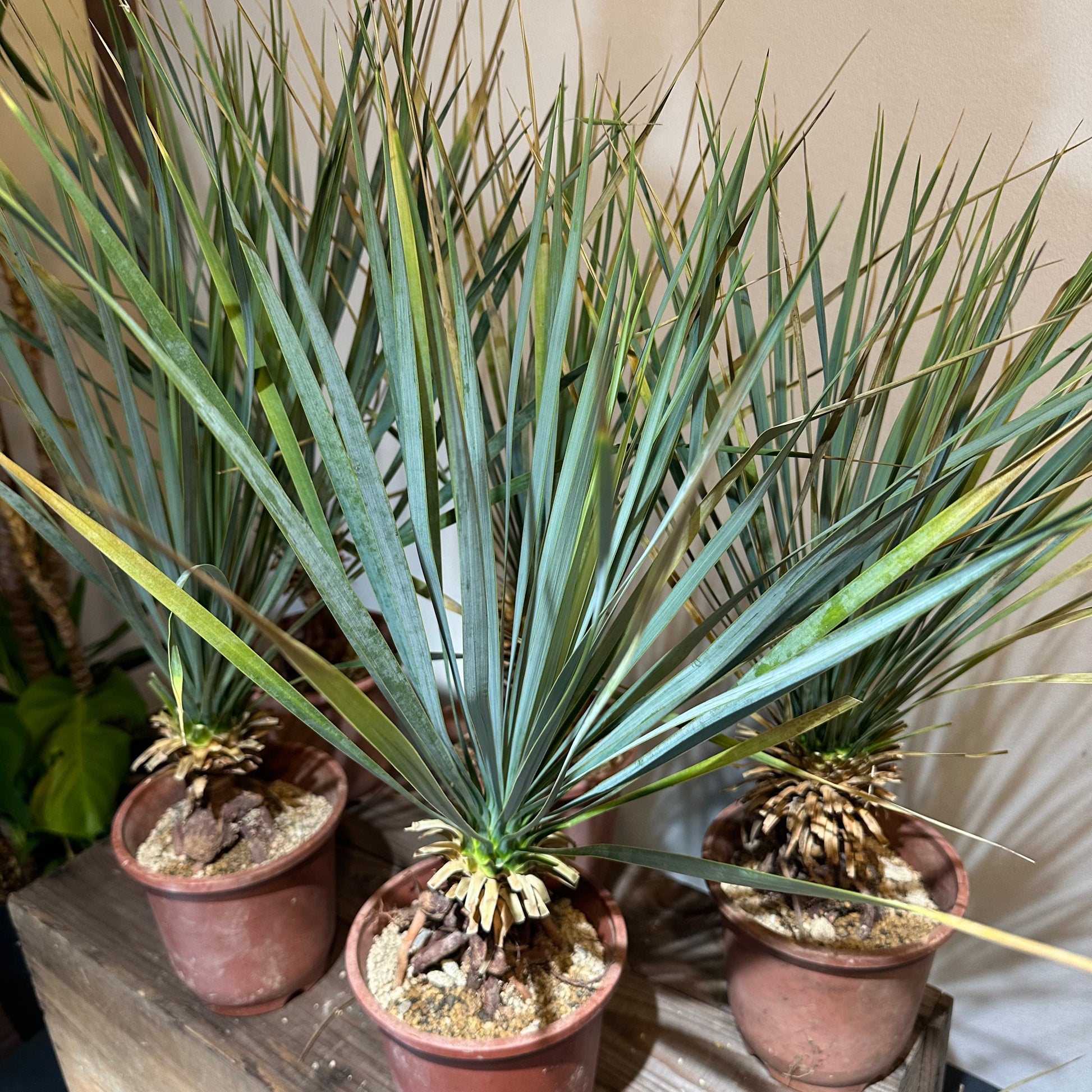 耐寒性ダシリリオン ミキワネンシス大株◇南国ドライガーデン アガベ