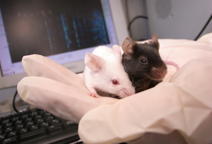 麻布大学|伴侶動物学研究室