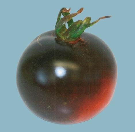 Purple Tomatoes Boost Nutrition Crop Value and Create New