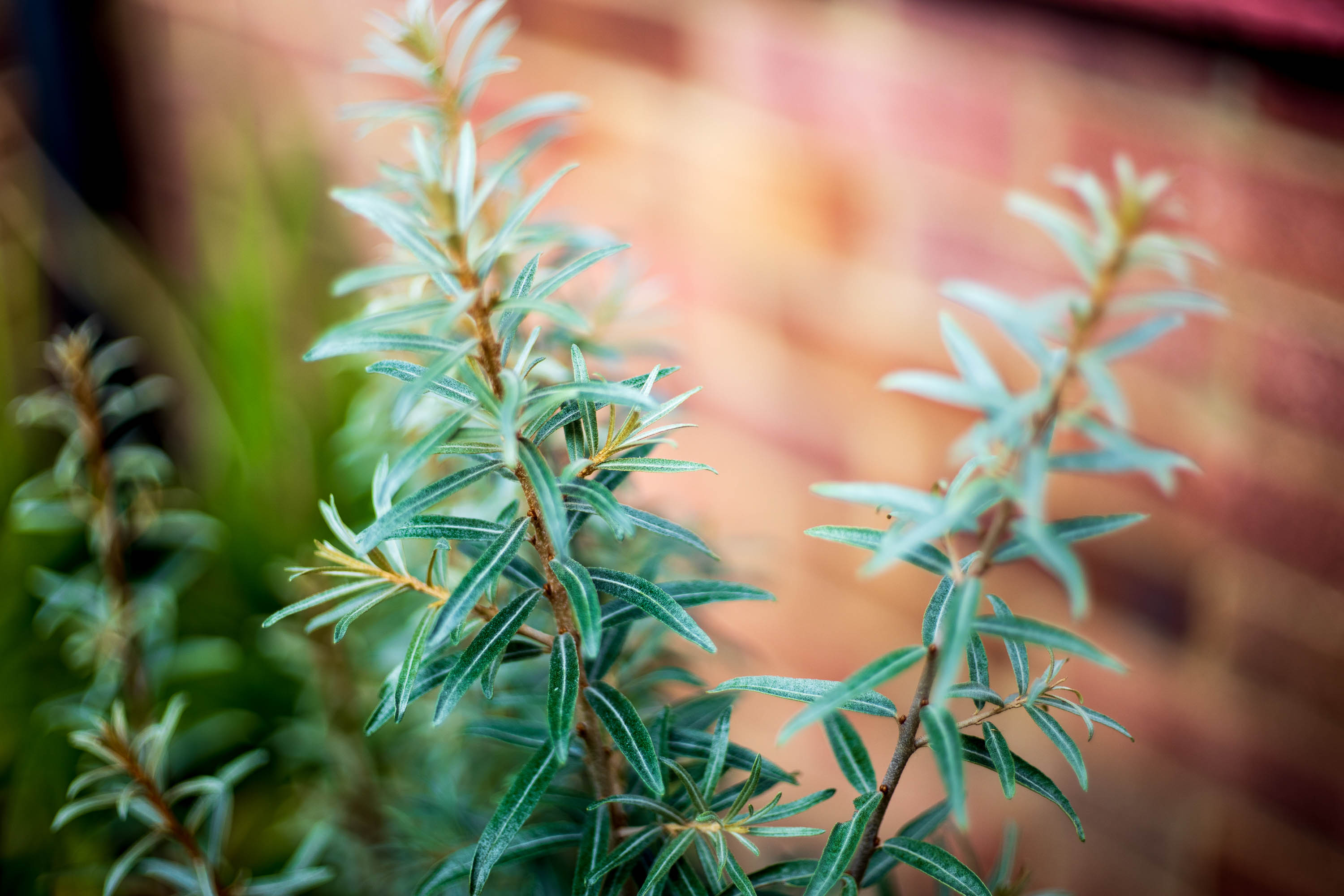 Schneider Kreuznach Rollei SL Xenon 50mm f1.8 Lens Review