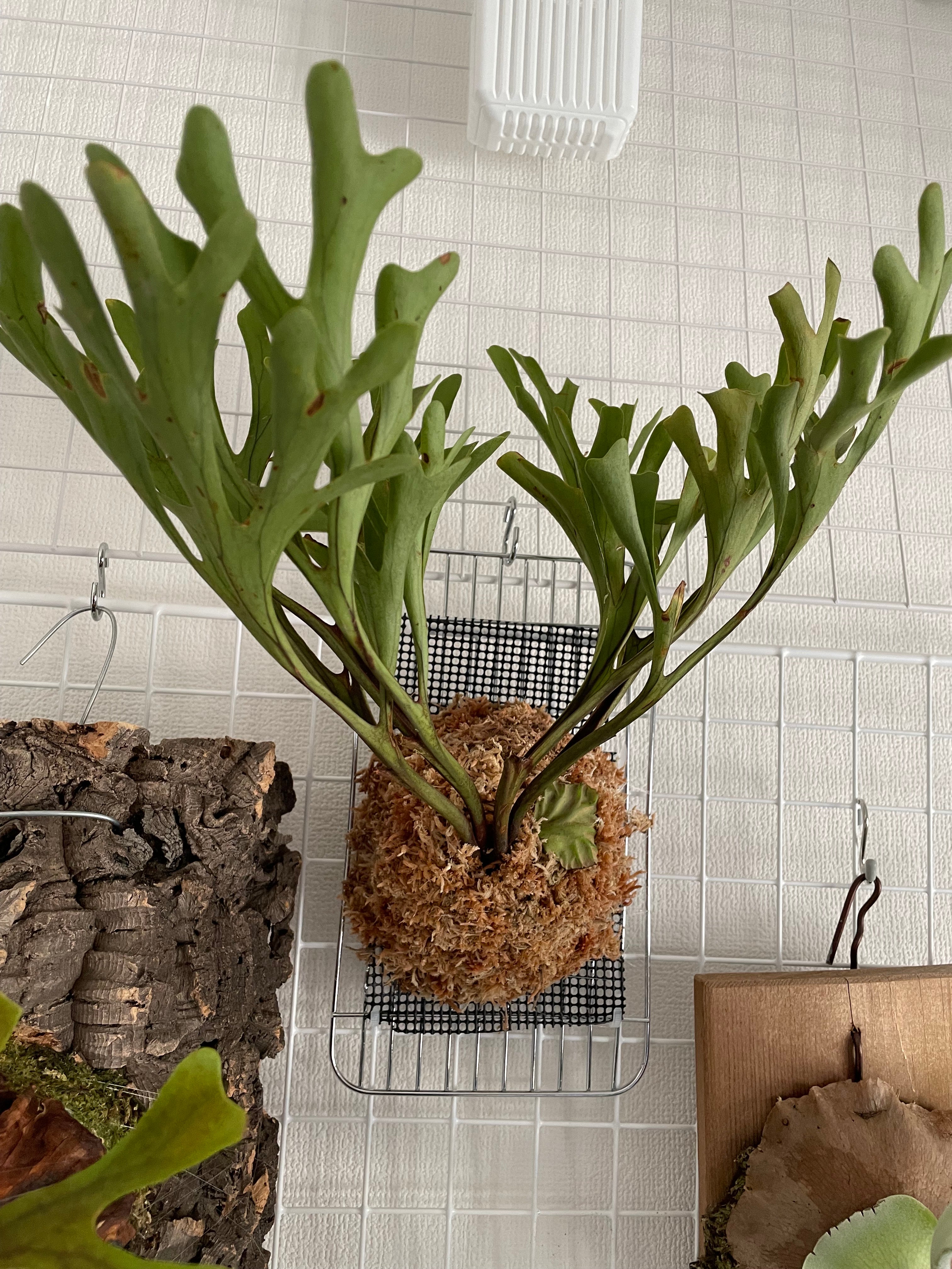 ビカクシダのネット通販・購入 – leaflaboratory.com