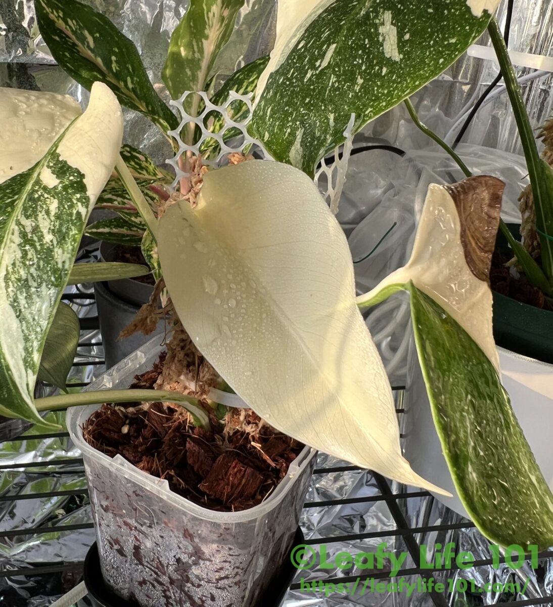 モンステラ・ボルシギアナ・アルボ・ホワイトタイガー(仮)成長記録