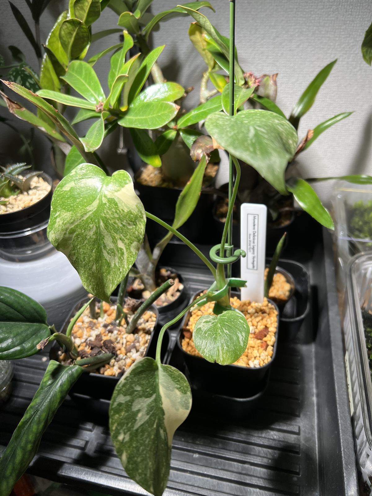 j*@様 ms30モンステラ デリシオーサ レガシー 斑入り legacy Va 超希少