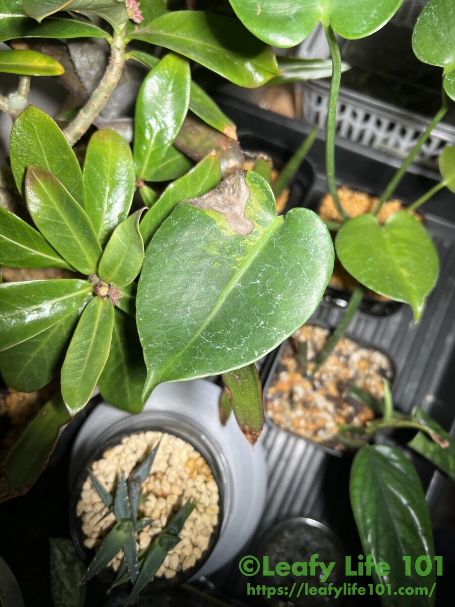 モンステラ・デリシオーサ 実生変異 肉厚丸葉斑入り 成長記録・育て方