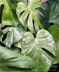 モンステラ・デリシオーサ 'ミラクル (タイコンステレーション トリ