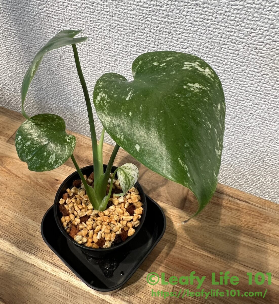 モンステラ・デリシオーサ 'ホワイトモンスター/天津ラン(テンシンラン